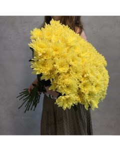 Монобукет из 21 желтой кустовой хризантемы 70 см голландия с атласной лентой Eifloria