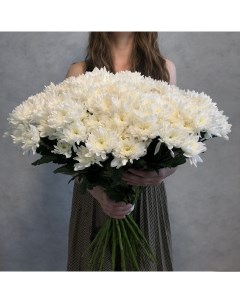 Монобукет из 30 белой кустовой хризантемы 70 см голландия с атласной лентой Eifloria