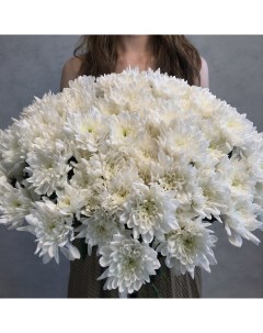 Монобукет из 13 белой кустовой хризантемы 70 см голландия с атласной лентой Eifloria