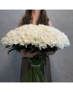 Монобукет из 50 белой кустовой хризантемы 70 см голландия с атласной лентой Eifloria