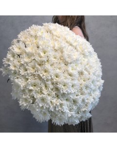 Монобукет из 51 белой кустовой хризантемы 70 см голландия с атласной лентой Eifloria