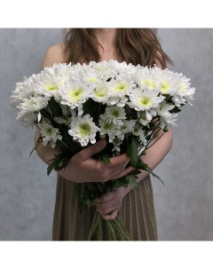 Монобукет из 11 белой хризантемы кустовой 70 см голландия с атласной лентой Eifloria