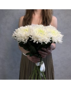 Монобукет из 10 белой хризантемы магнум 70 см голландия с атласной лентой Eifloria