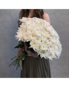 Монобукет из 17 белой кустовой хризантемы 70 см голландия с атласной лентой Eifloria