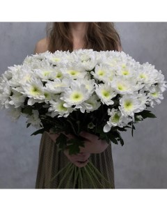 Монобукет из 25 белой хризантемы кустовой 70 см голландия с атласной лентой Eifloria