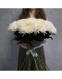 Монобукет из 17 белой хризантемы магнум 70 см голландия с атласной лентой Eifloria
