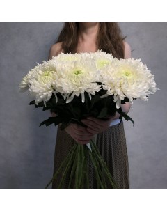 Монобукет из 20 белой хризантемы магнум 70 см голландия с атласной лентой Eifloria