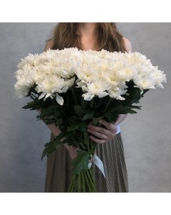 Монобукет из 20 белой кустовой хризантемы 70 см голландия с атласной лентой Eifloria