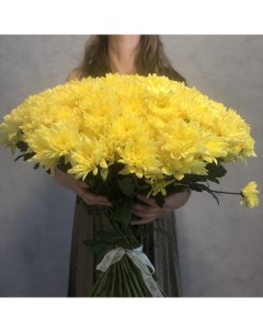 Монобукет из 51 желтой кустовой хризантемы 70 см голландия с атласной лентой Eifloria