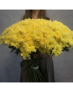 Монобукет из 50 желтой кустовой хризантемы 70 см голландия с атласной лентой Eifloria