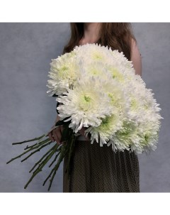 Монобукет из 21 белой хризантемы магнум 70 см голландия с атласной лентой Eifloria