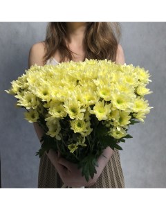 Монобукет из 15 желтой хризантемы кустовой 70 см голландия с атласной лентой Eifloria
