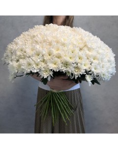 Монобукет из 60 белой кустовой хризантемы 70 см голландия с атласной лентой Eifloria