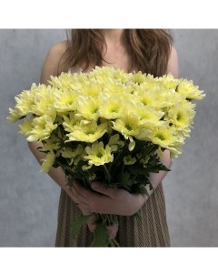 Монобукет из 11 желтой хризантемы кустовой 70 см голландия с атласной лентой Eifloria