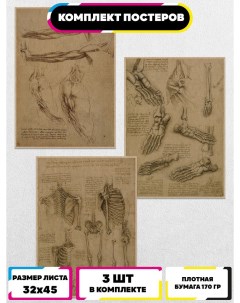 Постеры интерьерные Анатомия Ru-print