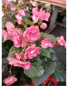 Комнатное растение Бегония Элатиор розовый Росток