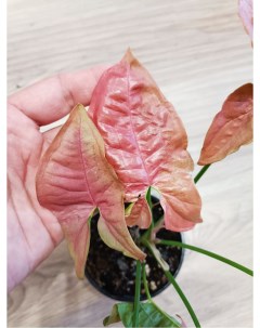 Комнатное растение Сингониум Росток