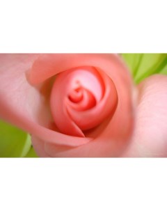 Картина на холсте 60x110 Растение цветок бутон розовый цветение Linxone