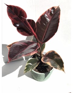 Комнатное растение Фикус Рубиновый Росток
