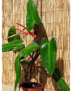Комнатное растение Филодендрон красночерешковый Росток