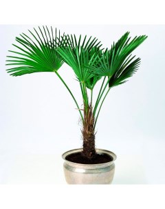 Комнатное растение Пальма Веерная Росток
