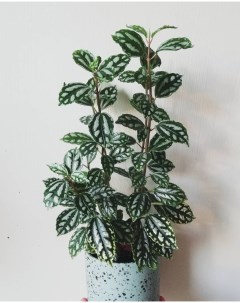 Комнатное растение Пилея Кадье Росток