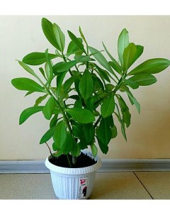 Комнатное растение Синадениум Гранта 35 см Росток