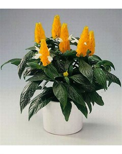 Комнатное растение Пахистахис желтый Росток