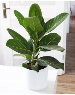 Комнатное растение Фикус Бенгальский Андрей 15 17 см Росток