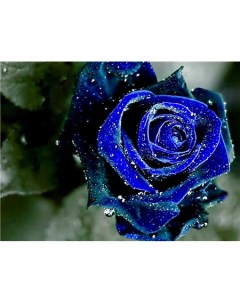Алмазная мозаика стразами Синяя роза 00114885 40х50 см Ripoma