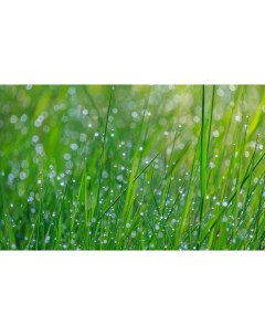 Картина на холсте 60x110 Трава роса капли мокрый зеленый Linxone