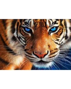 Алмазная мозаика Голубоглазый тигр 30x40см Цветной мир ярких идей