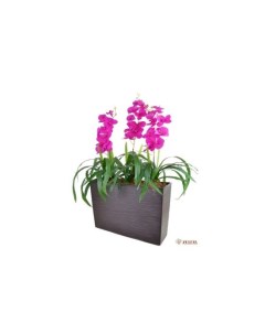 Цветочная композиция Орхидеи Zeltta
