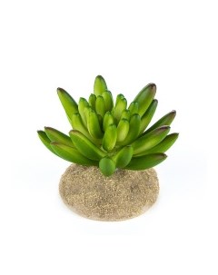 Растение для террариума Суккулент игольчатый зеленое 7 5х7 5х6см Нидерланды Terra della