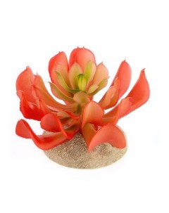 Растение для террариума Эхеверия маленькая розовое 8 5x8 5x6 5см Нидерланды Terra della