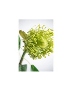 Растение декоративное Цветок Зеленый 12 7 Гласар