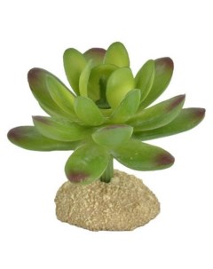 Растение для террариума Суккулент игольчатый зелёное 6 5х7х6 5см Exoprima