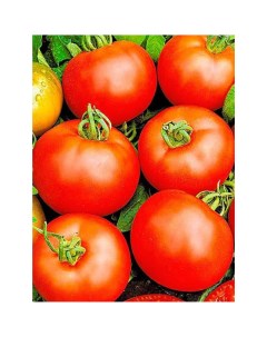 Семена овощей томат Белый налив Агрони