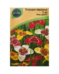 Тигридия Павлинья смесь окрасок 5 шт Geolia
