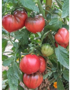 Семена томат Черное сердце брэда Tom48 1 уп Бамбук shop