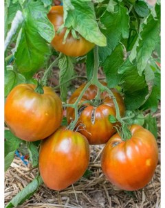 Семена томат Шоколадное сердце рейнхарда Tom10 1 уп Бамбук shop