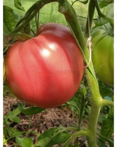 Семена томат Малиновое сердце казахстана 9395587 2p 1 уп Бамбук shop