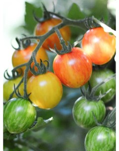 Семена томат Черри утренний шмель Tom21 1 уп Бамбук shop