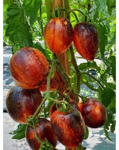 Семена томат Гаргамель Tom17 1 уп Бамбук shop