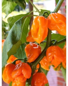 Семена перец острый Trinidad scorpion orange Per99 1 уп Бамбук shop
