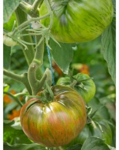 Семена томат Красавица колледжа 144798 1 уп Бамбук shop