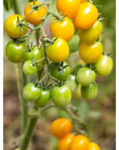 Семена томат Летнее солнце Tom18 1 уп Бамбук shop