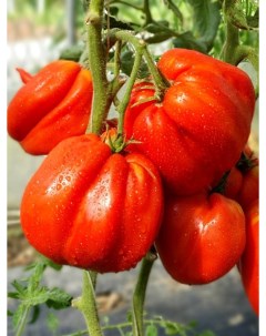 Семена томат Польская слива тети сварло Tom62 1 уп Бамбук shop