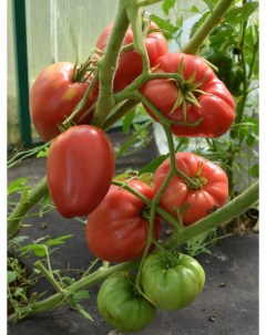 Семена томат Сербское сердце 1 уп Бамбук shop