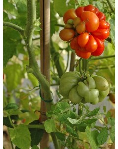 Семена томат Voyage Tom44 1 уп Бамбук shop
